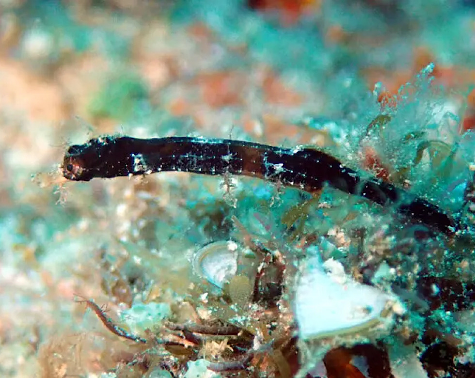 カラカラ先生伊良部島