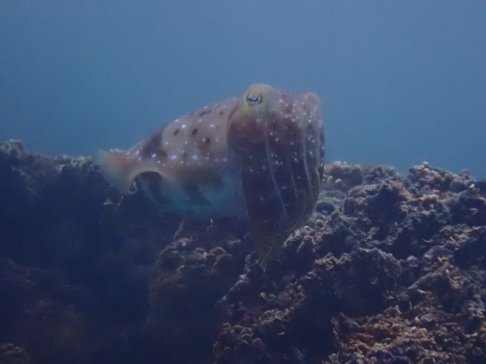 カラカラ先生ビーチ