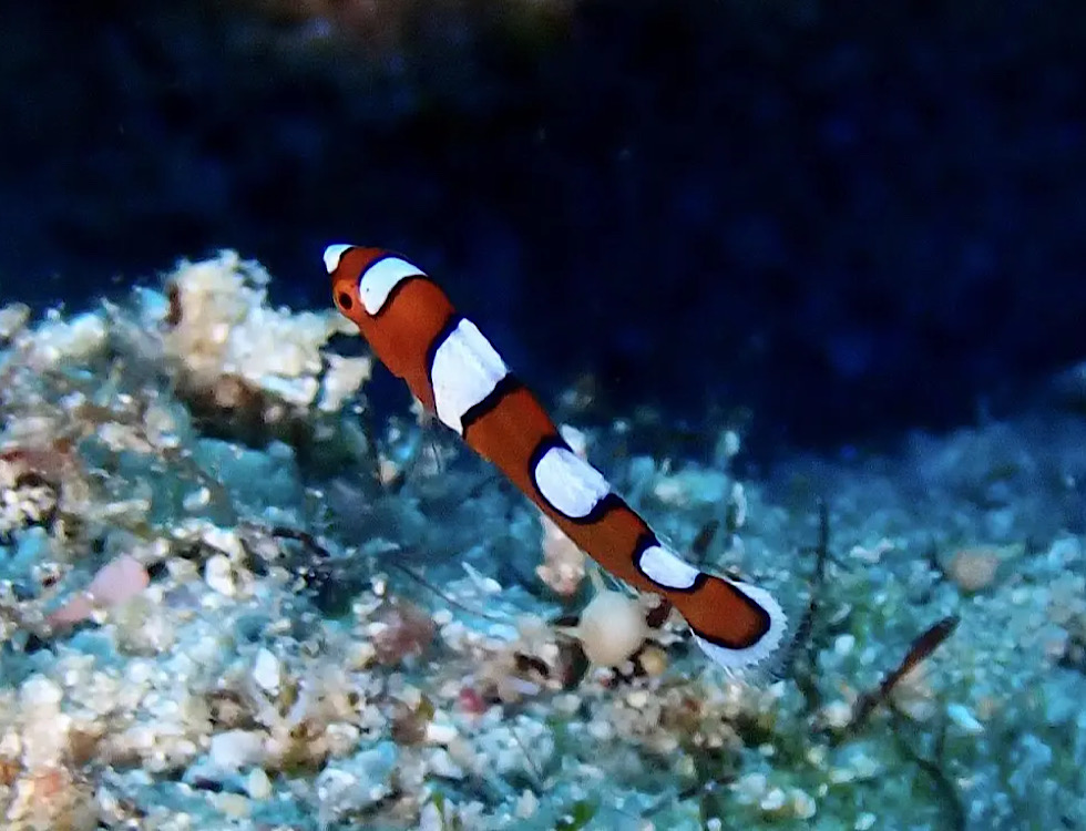 カラカラ先生下地島