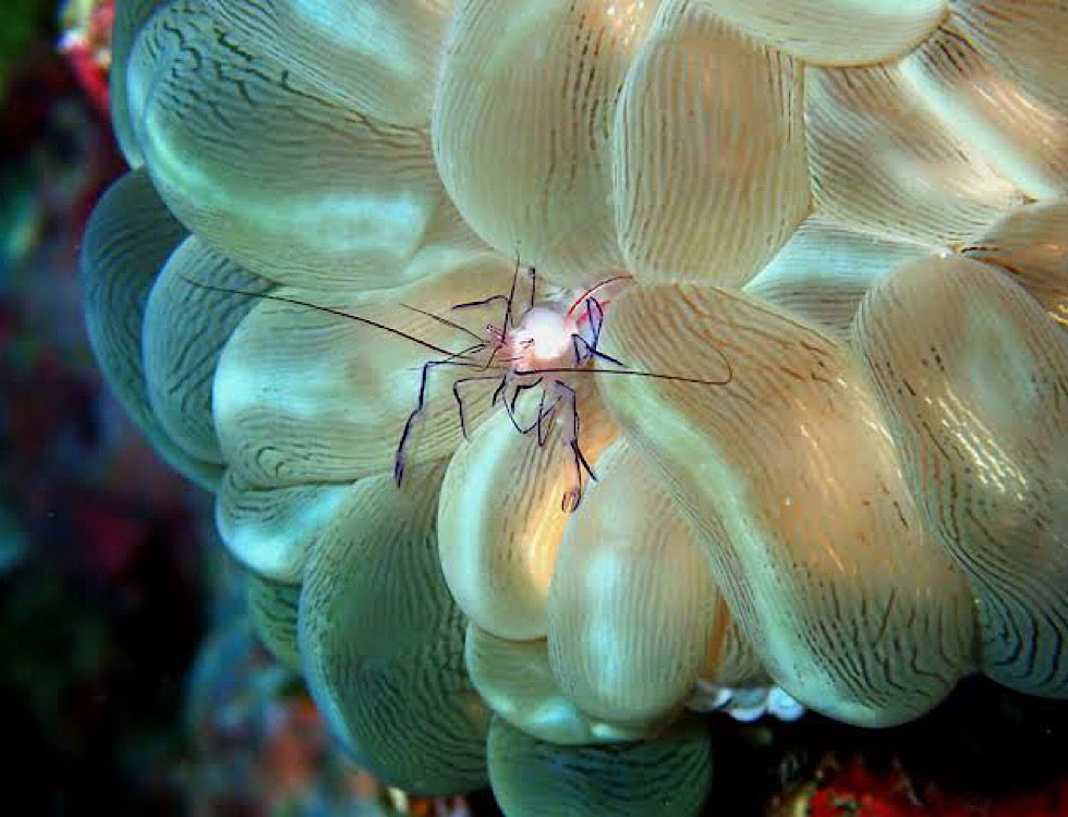 カラカラ先生下地島