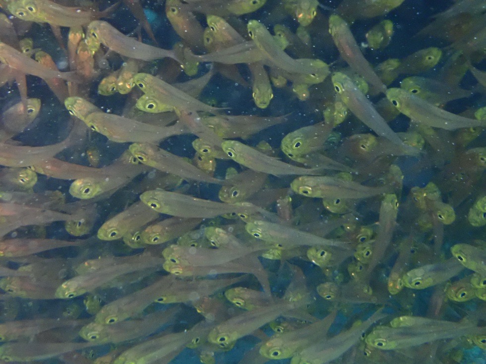 カラカラ先生下地島