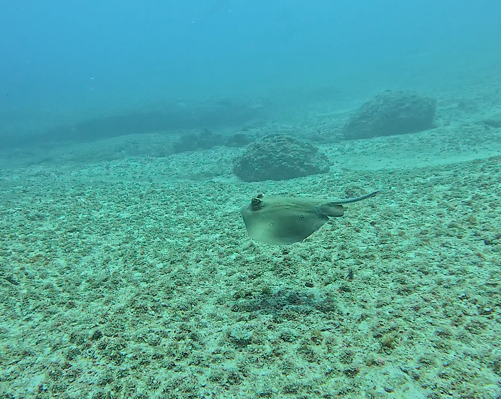カラカラ先生伊良部島