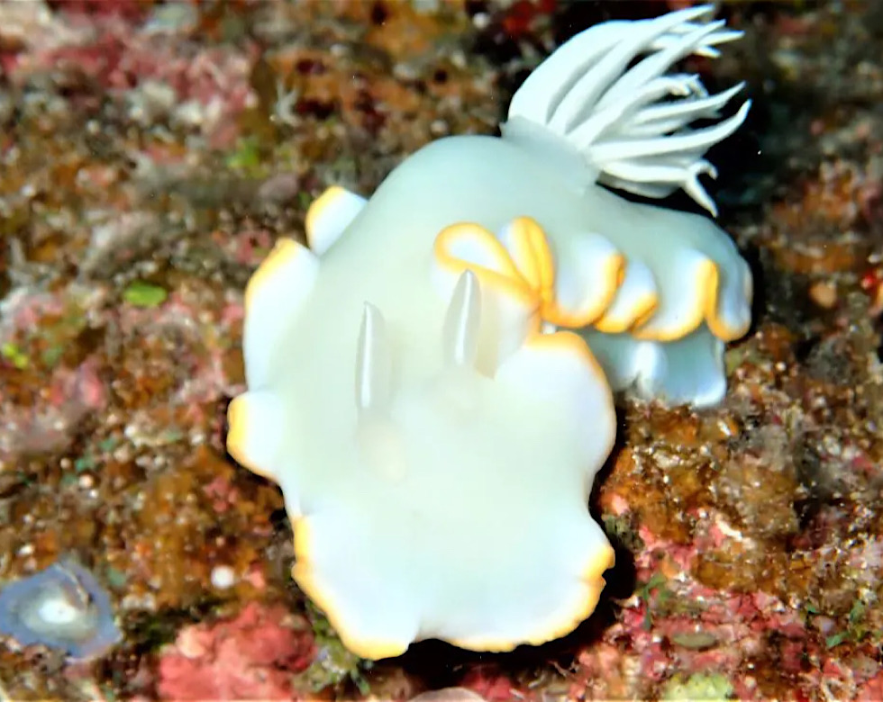 カラカラ先生伊良部島