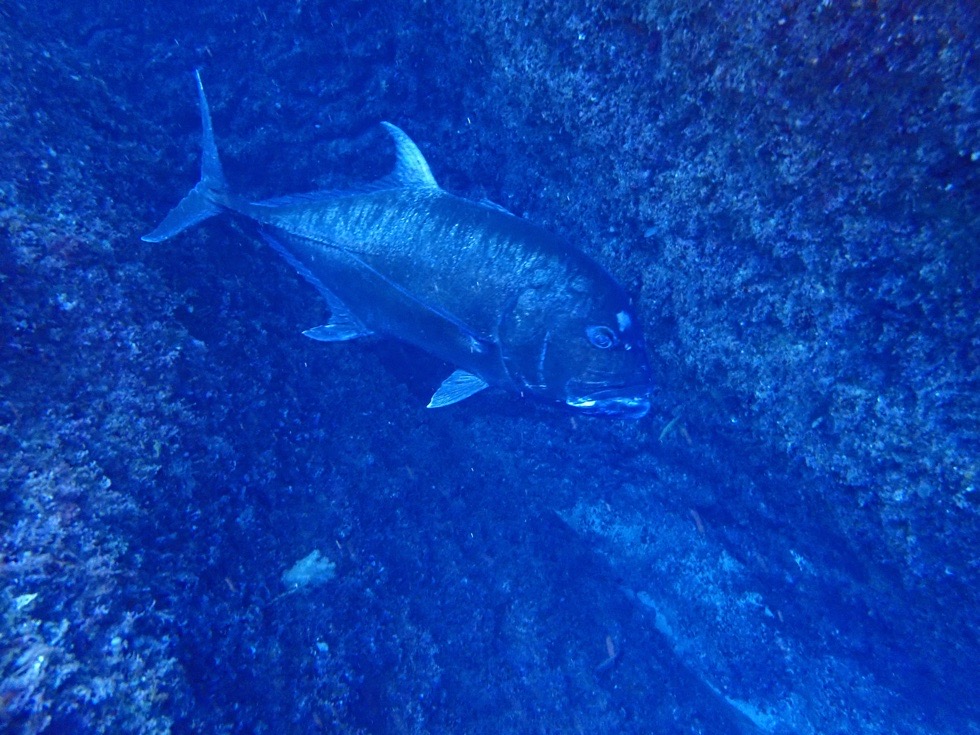 カラカラ先生下地島