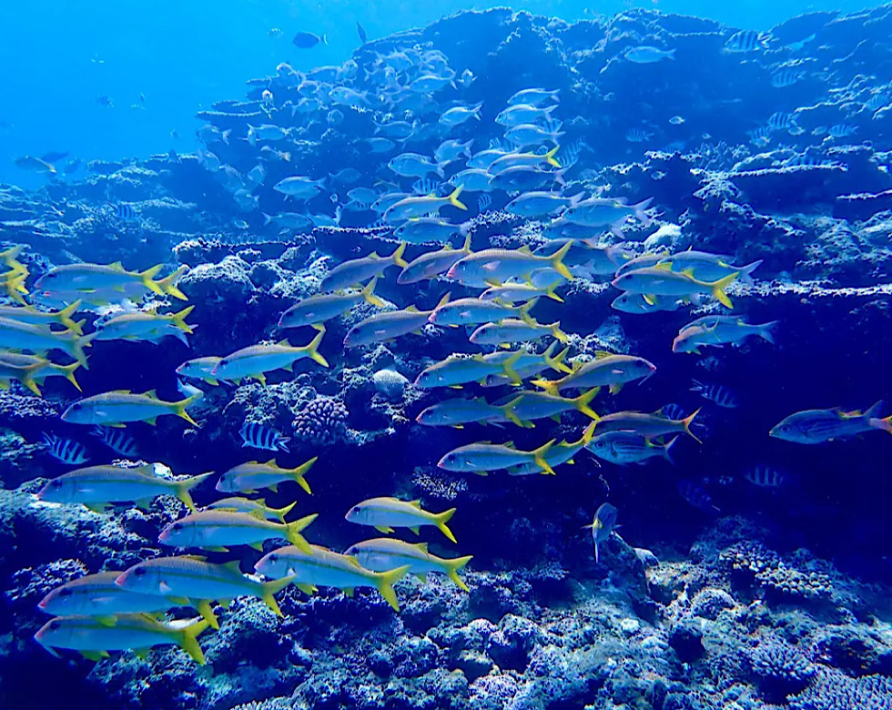カラカラ先生伊良部島