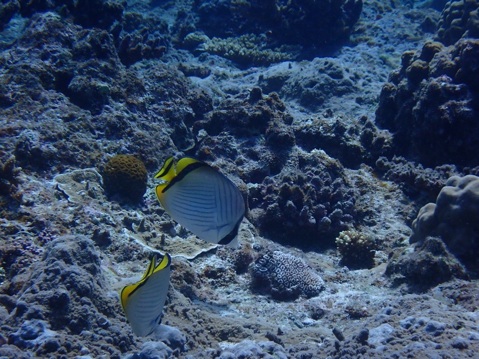 カラカラ先生下地島