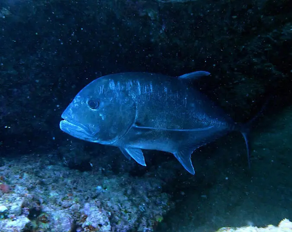 カラカラ先生伊良部島