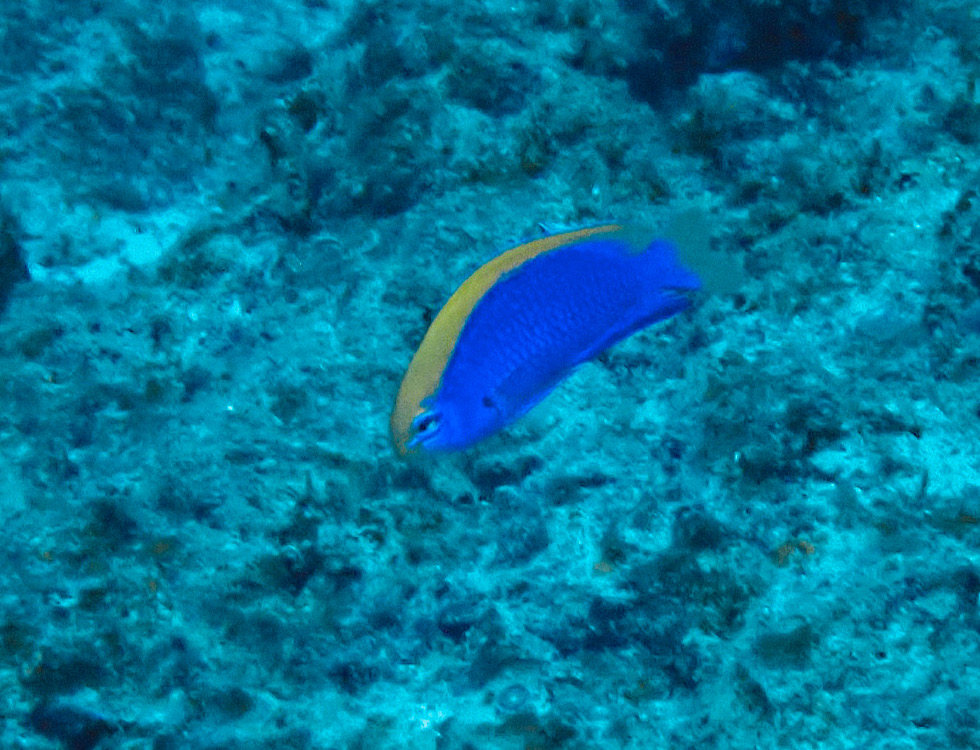 カラカラ先生下地島