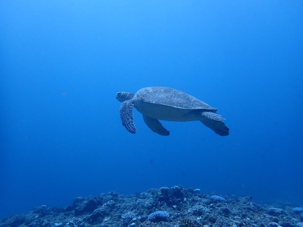 カラカラ先生下地島