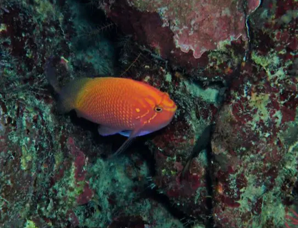 カラカラ先生下地島