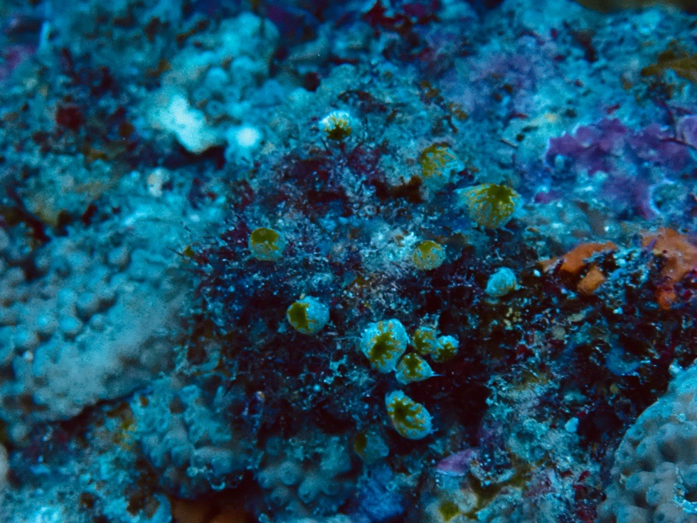 カラカラ先生下地島