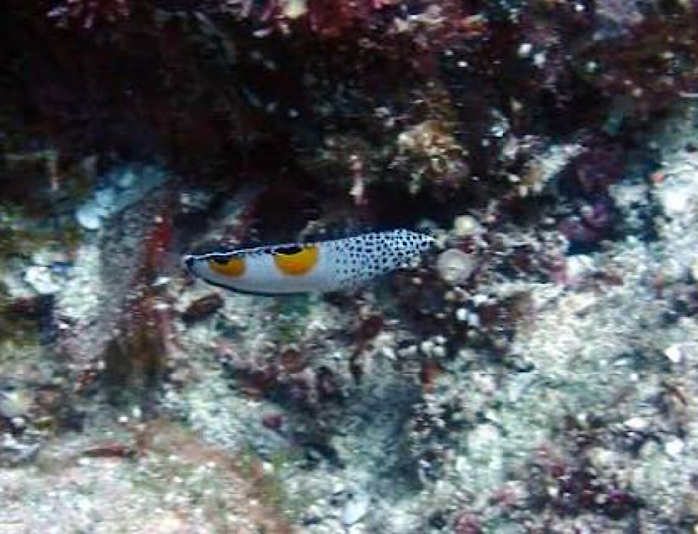 カラカラ先生下地島