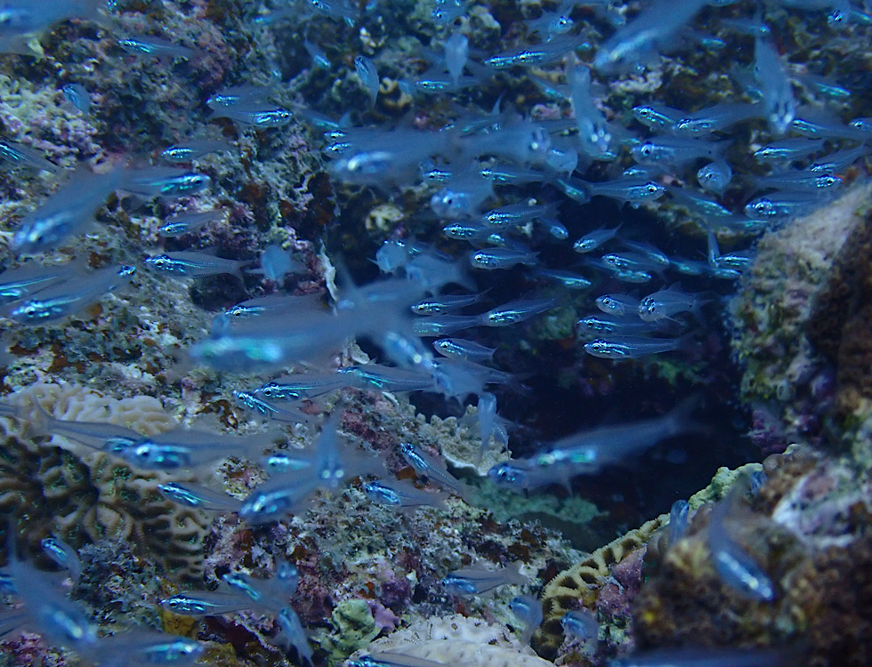 カラカラ先生下地島