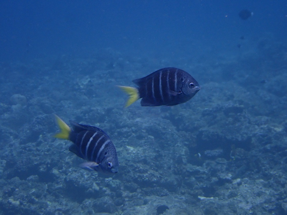 カラカラ先生下地島