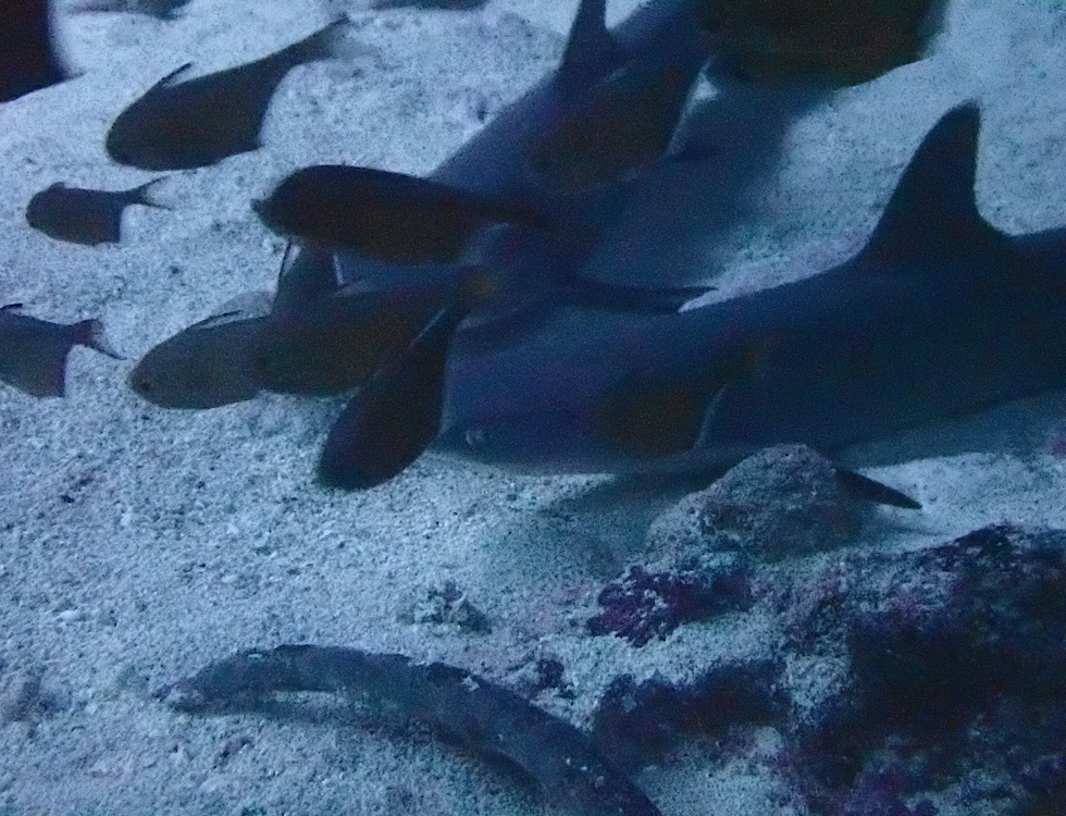 カラカラ先生下地島