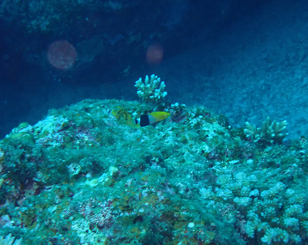 カラカラ先生伊良部島