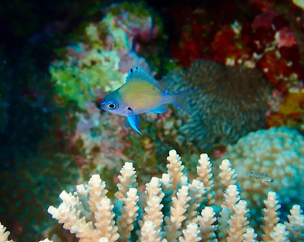 カラカラ先生伊良部島