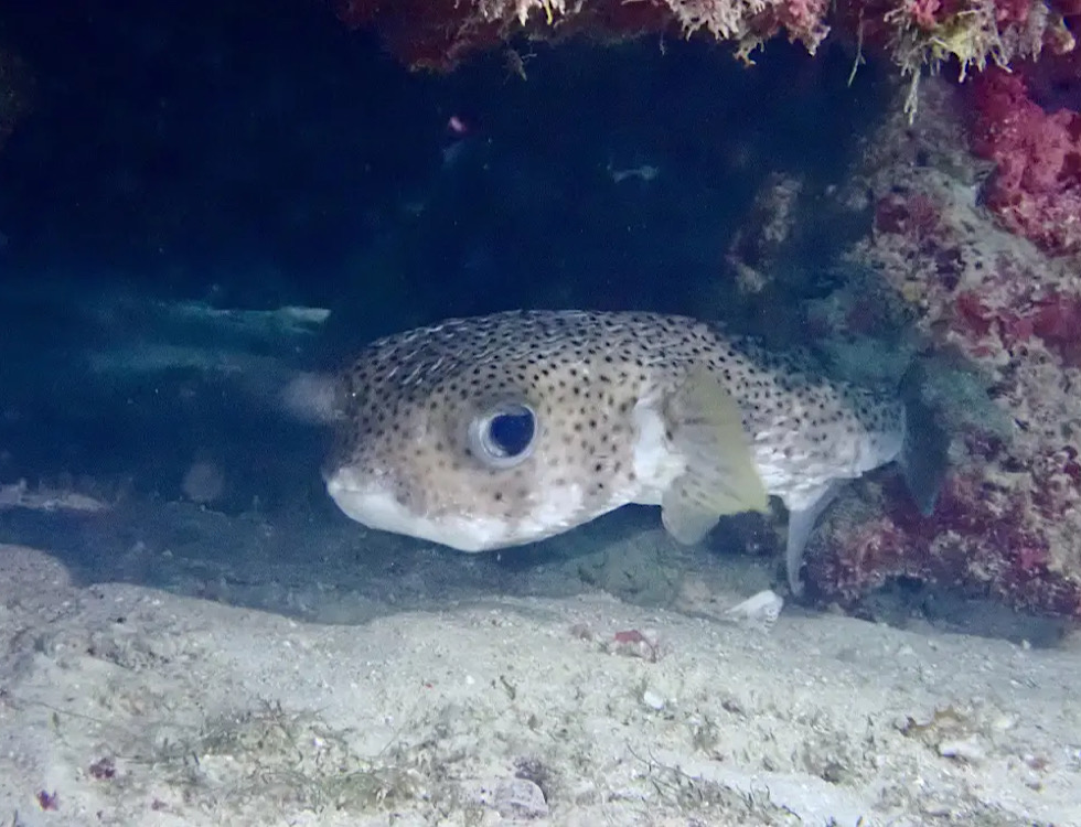 カラカラ先生下地島