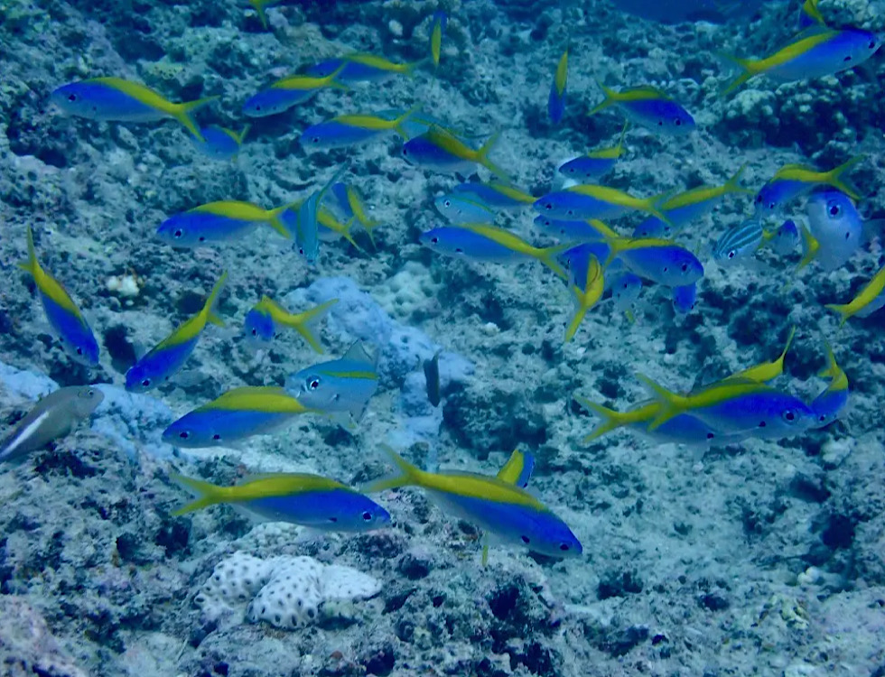 カラカラ先生下地島