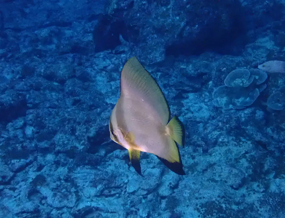 カラカラ先生下地島