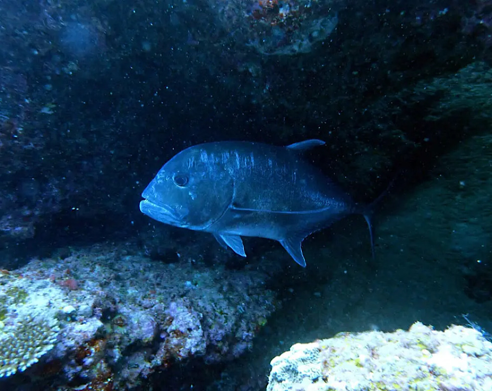 カラカラ先生伊良部島