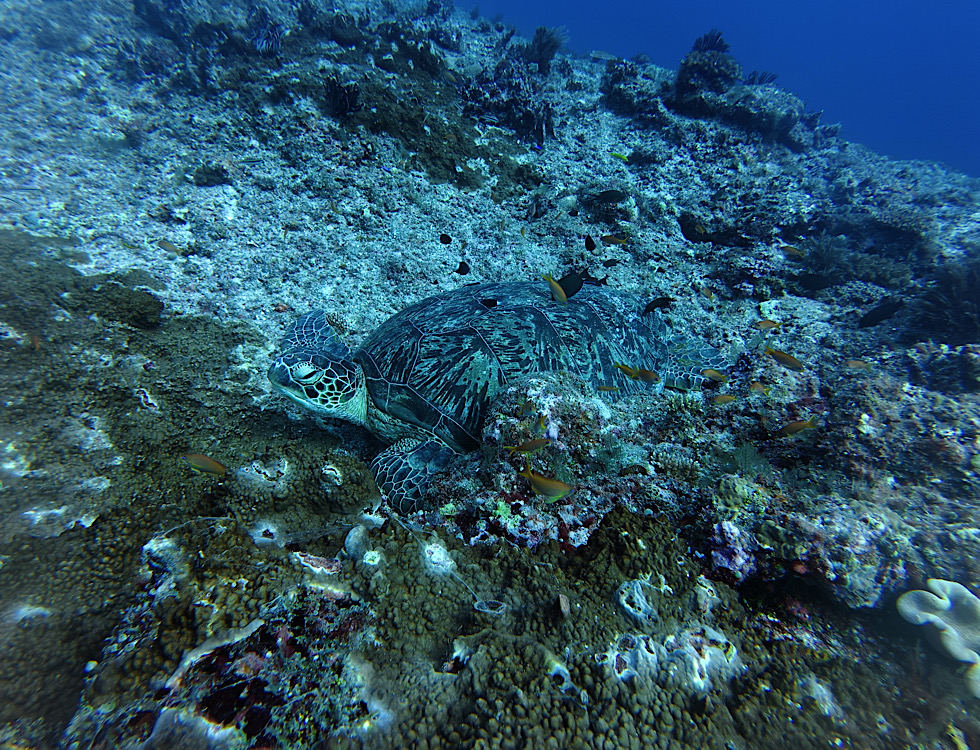 カラカラ先生下地島