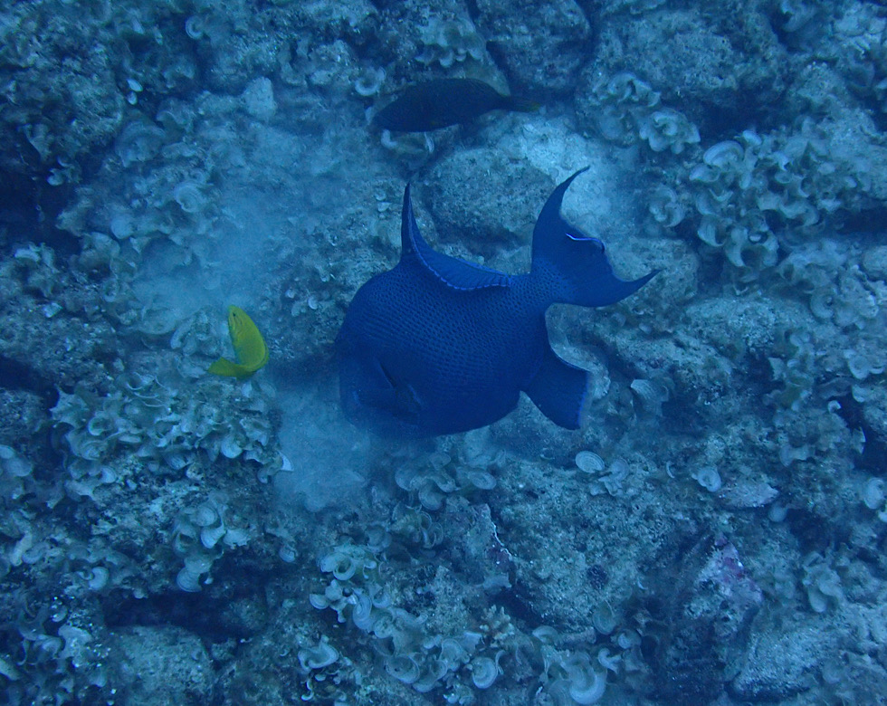 カラカラ先生伊良部島