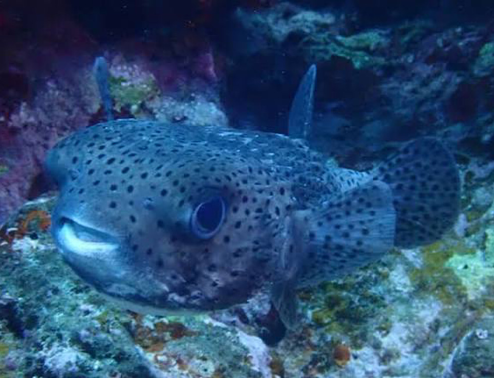 カラカラ先生下地島