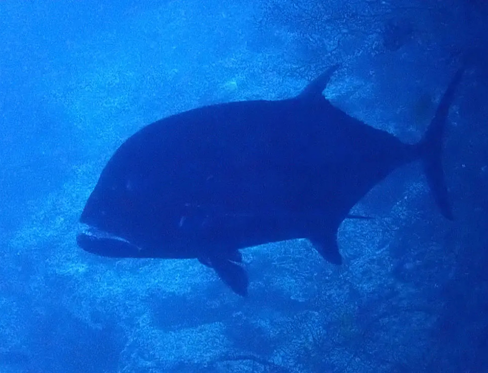 カラカラ先生下地島