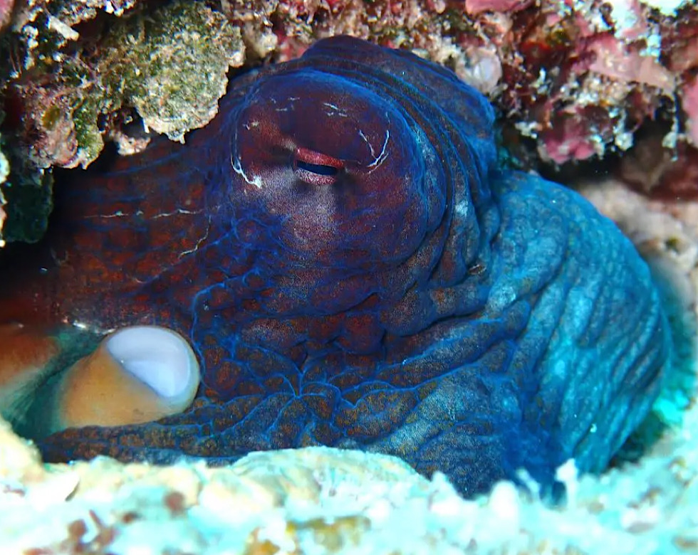 カラカラ先生伊良部島