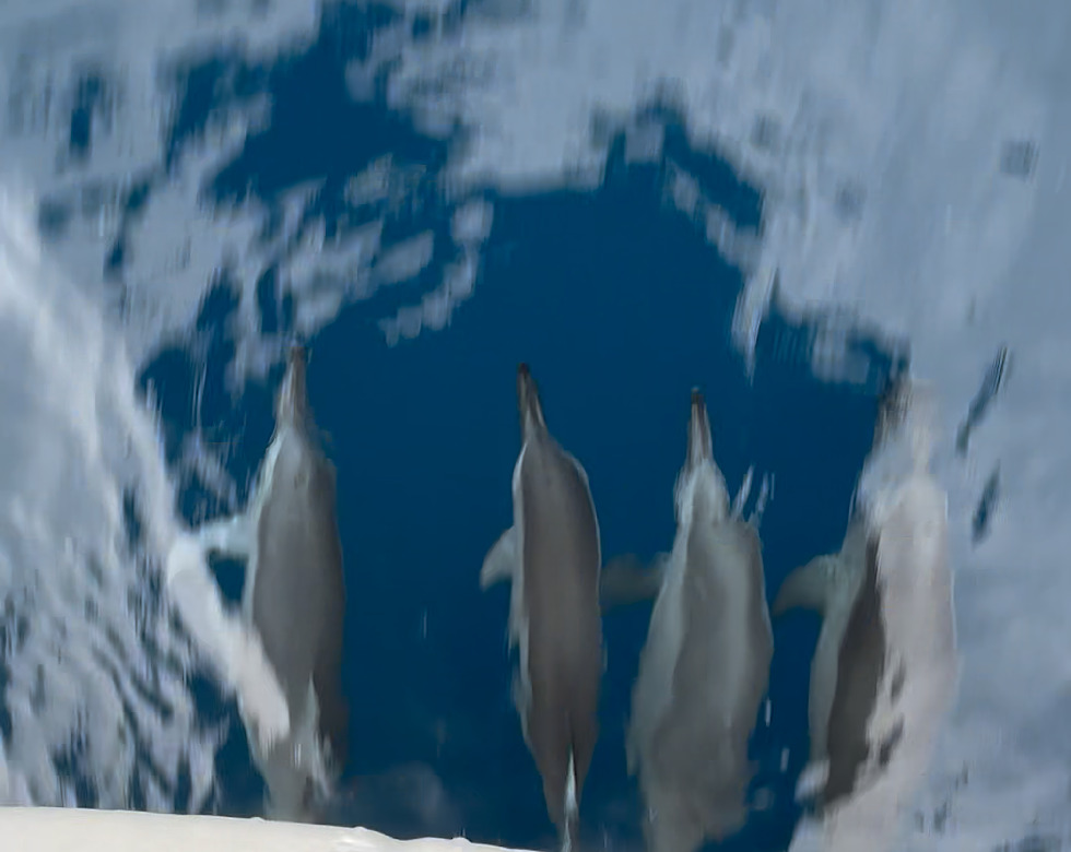 カラカラ先生伊良部島