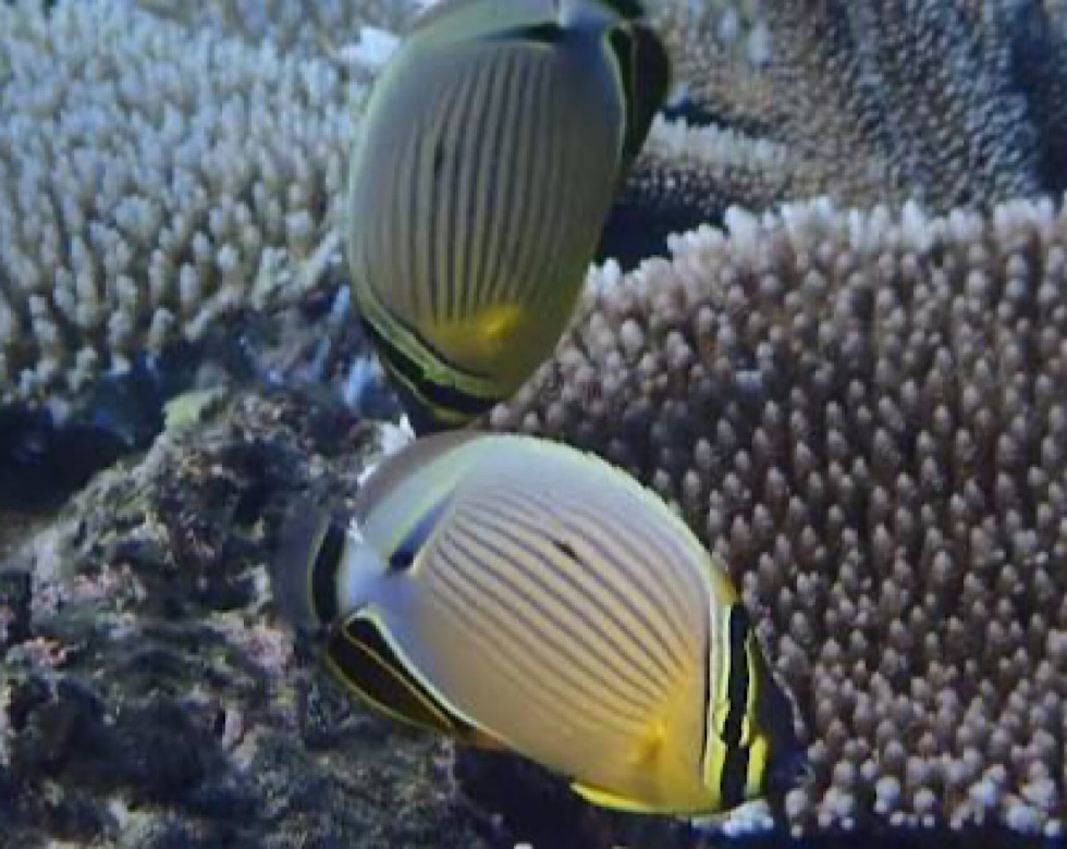 カラカラ先生伊良部島