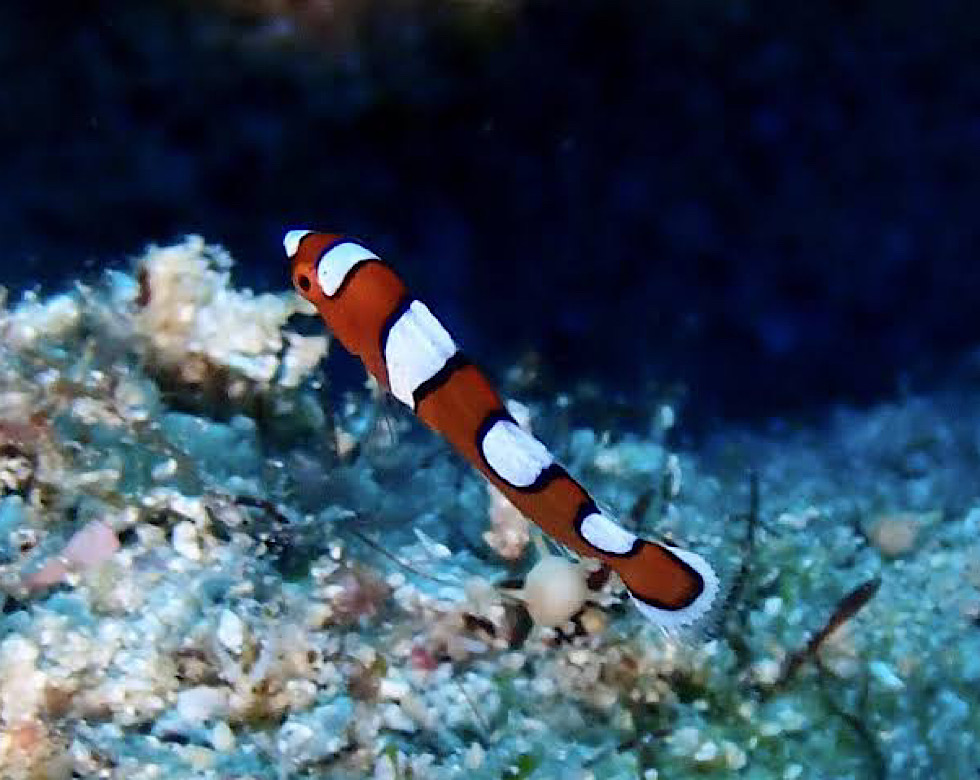 カラカラ先生伊良部島