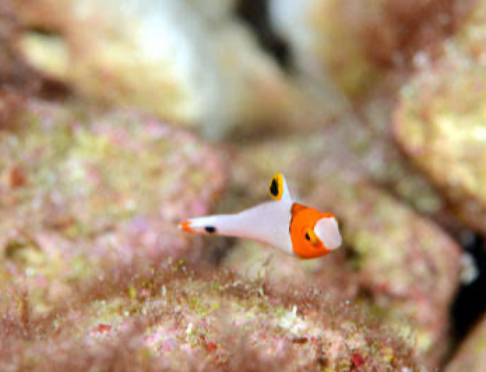 カラカラ先生なるほど