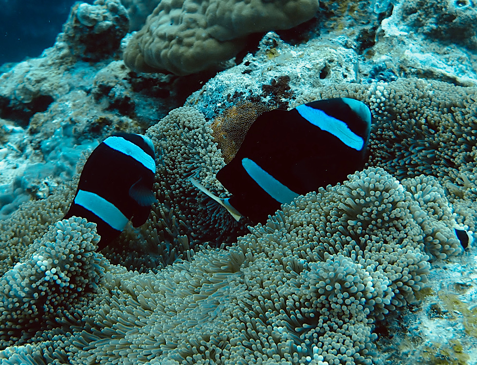 カラカラ先生はち