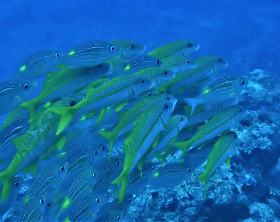 カラカラ先生伊良部島