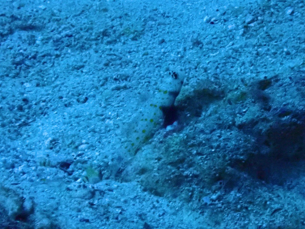 カラカラ先生下地島