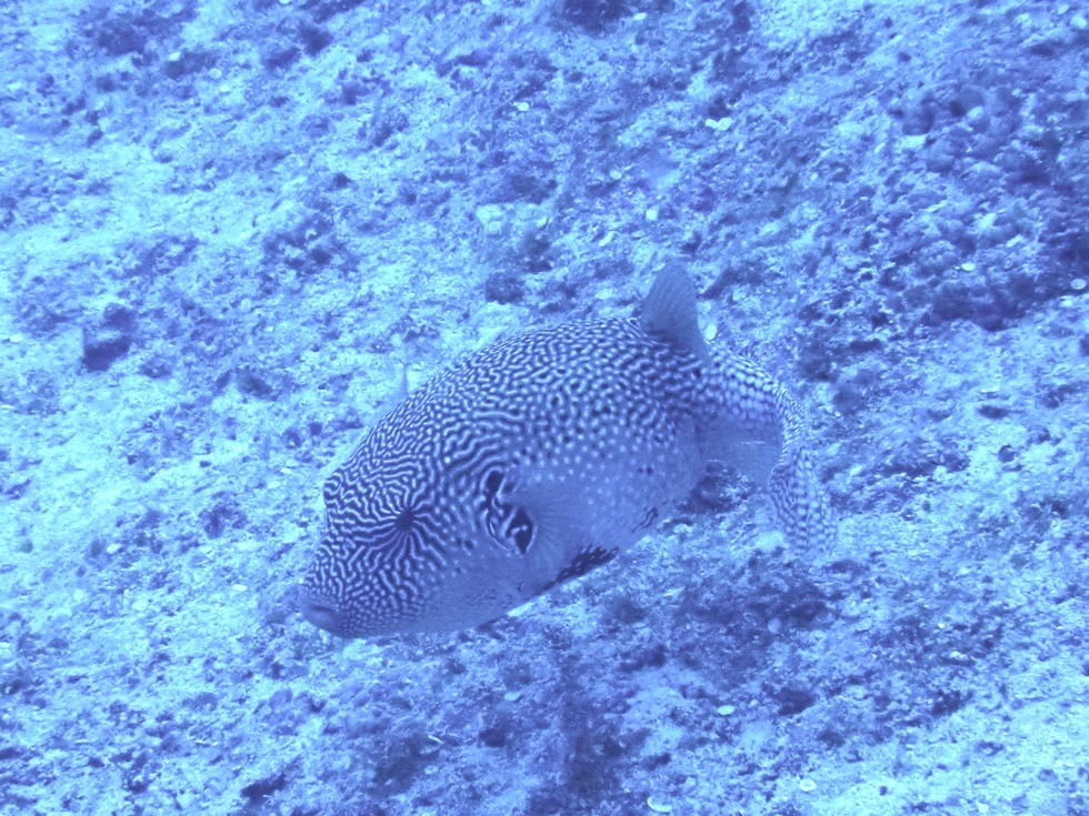 カラカラ先生下地島