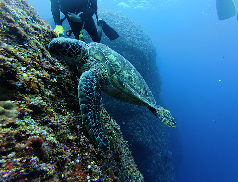カラカラ先生下地島