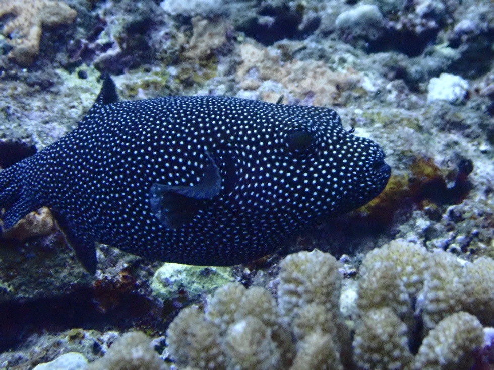 カラカラ先生下地島