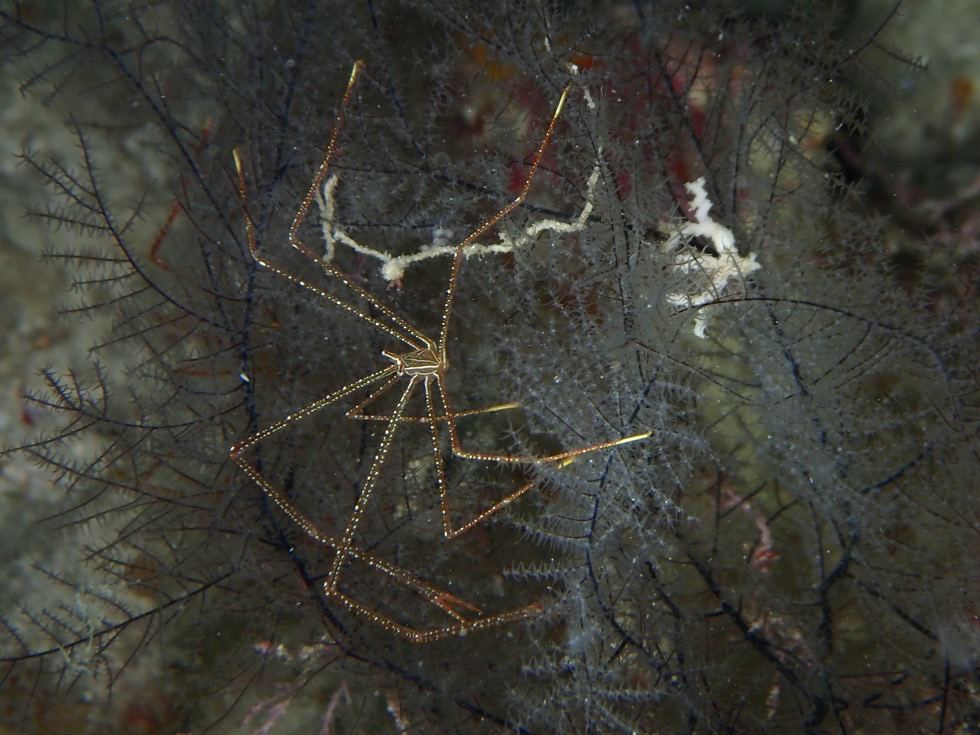 カラカラ先生下地島