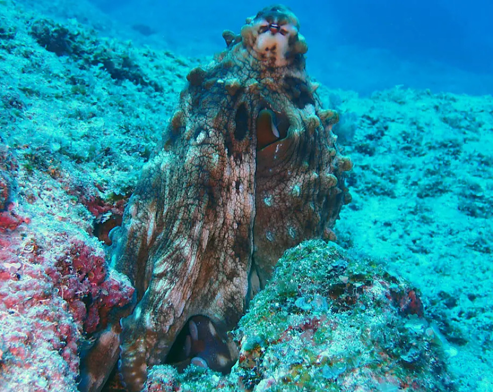 カラカラ先生伊良部島