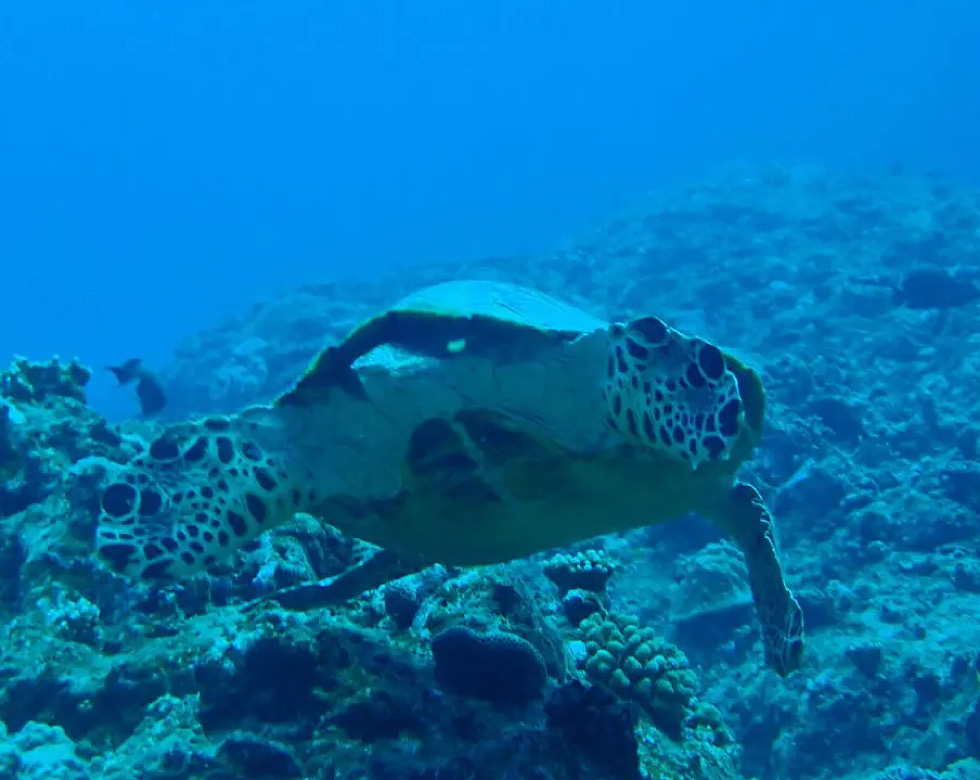 カラカラ先生伊良部島