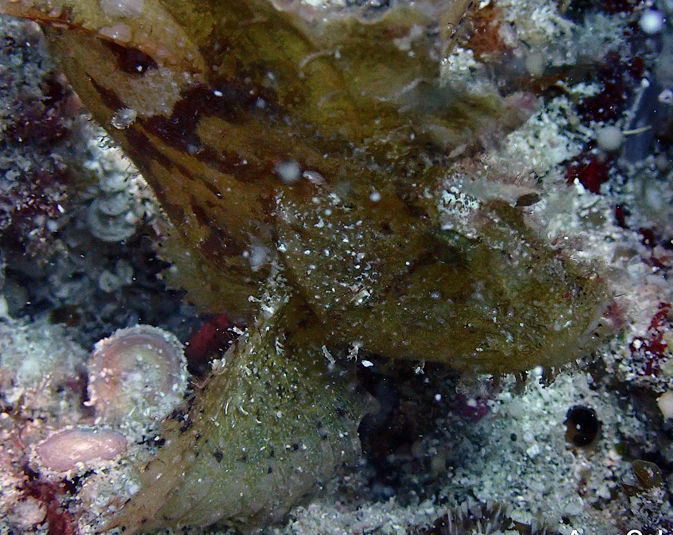 カラカラ先生伊良部島