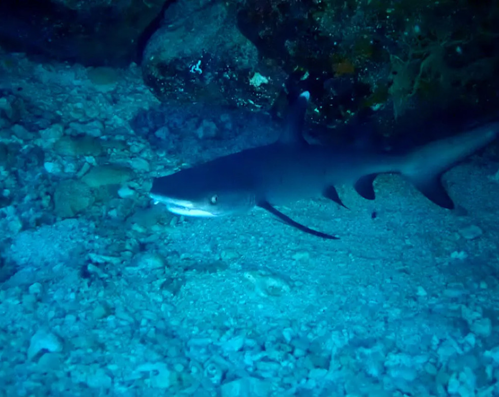 カラカラ先生伊良部島