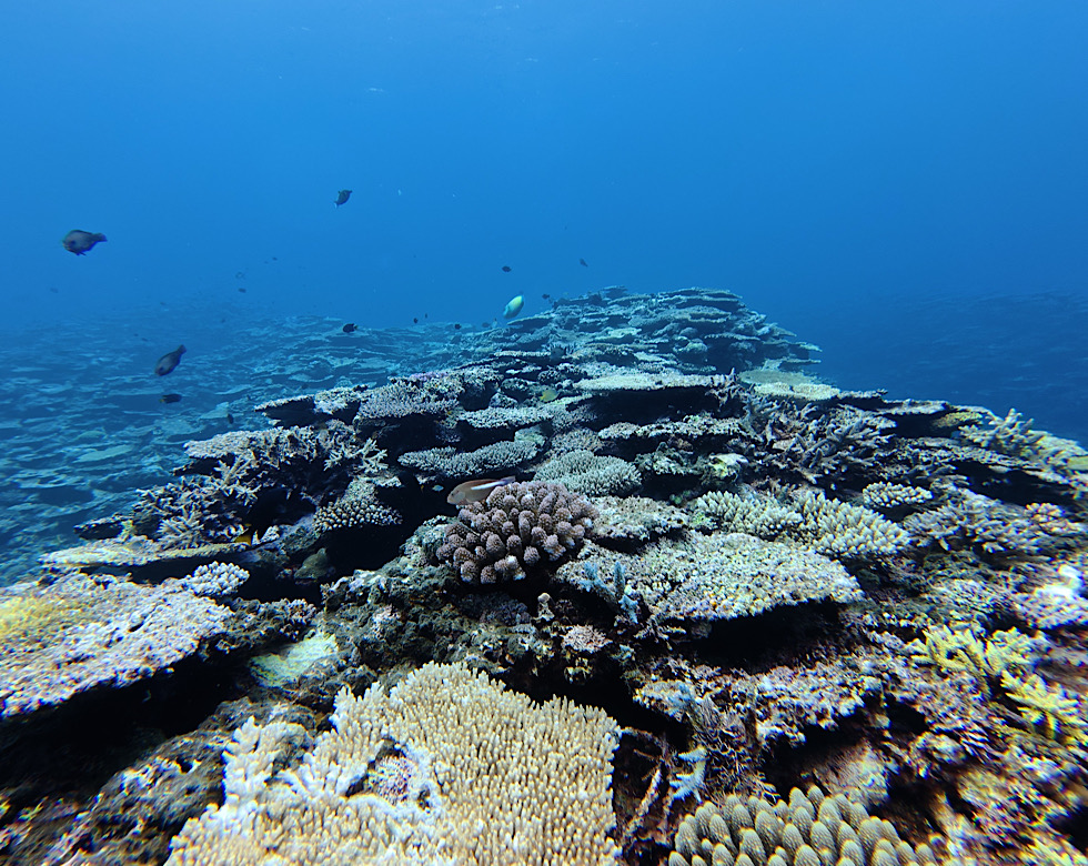 カラカラ先生伊良部島