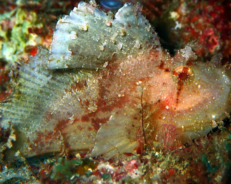 カラカラ先生伊良部島