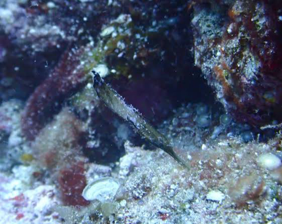 カラカラ先生伊良部島