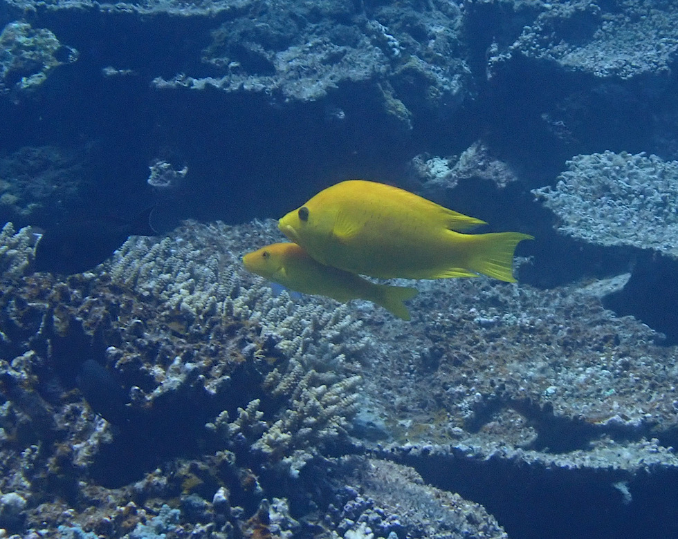 カラカラ先生伊良部島