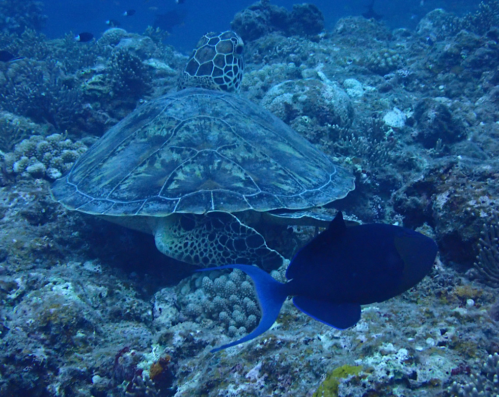 カラカラ先生伊良部島